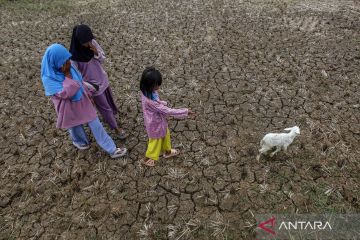 63 persen wilayah zona musim Indonesia terdampak El Nino