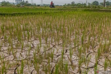 Ratusan hektare sawah di Lebak Banten terdampak kekeringan