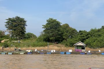 Akademisi: Bentuk zonasi optimalkan budi daya ikan Sungai Batanghari