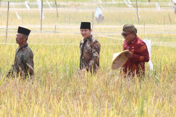 Pemkab Trenggalek wajibkan ASN beli beras hasil panen petani lokal