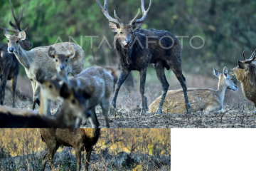 Rusa Timor di TN Baluran