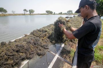 YKCI: Aspek keberlanjutan penting dalam budidaya rumput laut