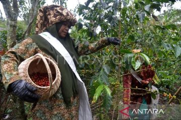 1.800 petani kopi di Bener Meriah miliki asuransi risiko gagal panen
