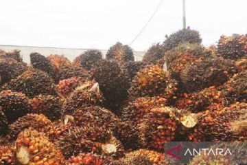 Harga CPO di Jambi turun tipis Rp17 per kilogram