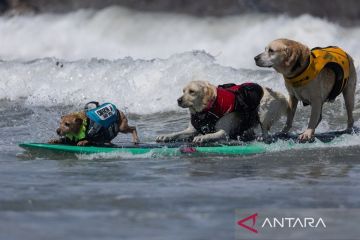 Kejuaraan dunia selancar anjing di California