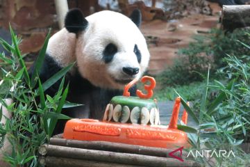 Taman Safari Indonesia rayakan ulang tahun ke-13 panda Cai Tao