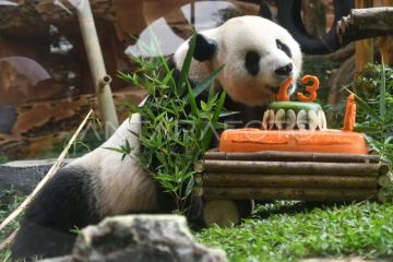 Ulang tahun Giant Panda Cai Tao di TSI Bogor