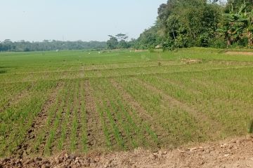 Areal persawahan di Lebak mulai kekeringan dampak El Nino