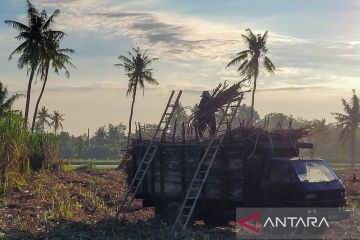 Petani minta PG Assembagoes Situbondo segera menaikkan rendemen tebu