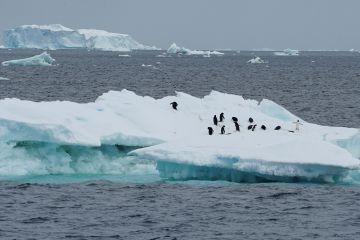 Tutupan es Antartika terus berkurang akibat naiknya suhu global