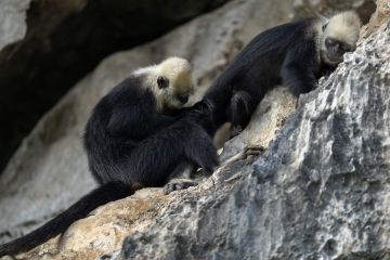 Mengunjungi habitat langur kepala putih di Chongzuo