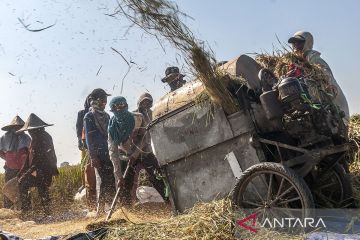 Petani antisipasi dampak fenomena El Nino