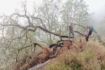 Lahan yang terbakar di Taman Nasional Gunung Rinjani capai 205 hektare