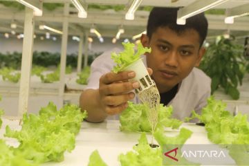 Kebun pertanian hidroponik dalam ruangan