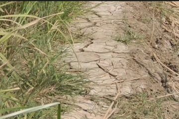 Petani Rorotan minta Pemprov DKI memaksimalkan pengairan lahan sawah