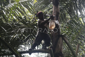 Produksi gula aren di Pulau Bacan