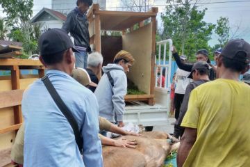 BBKSDA Riau lepasliarkan 4 Rusa Sambar, guna pengkayaan pakan harimau