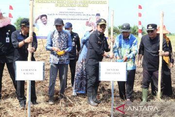 Mentan canangkan tanam padi 1000 hektare per kabupaten/kota se-Kalsel