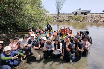 Mahasiswa pegiat lingkungan tanam ratusan bibit bakau di Cilincing