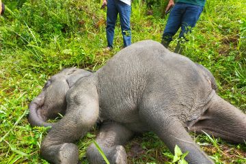 Seekor anak gajah mati di PLG Minas Riau  akibat infeksi virus