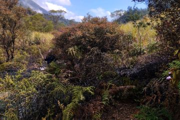 Area Kawah Sikidang kebakaran,  tim gabungan lakukan pemadaman