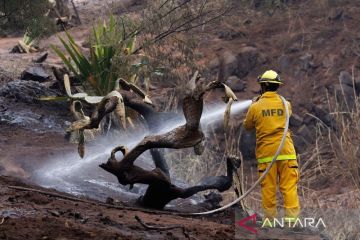 Pulau Maui di Hawaii alami kebakaran hutan paling mematikan