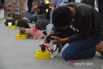 FOTO - Kontes kucing kemilau HUT RI