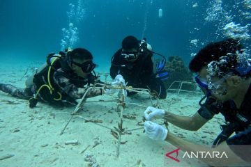 Transplantasi terumbu karang di pantai Pulau Rubiah