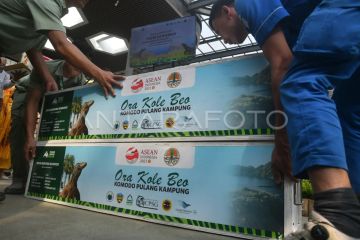 Pemberangkatan komodo ke habitat aslinya