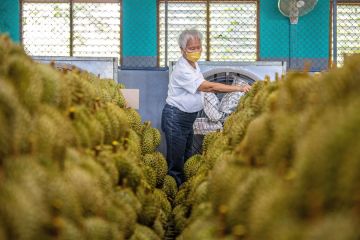 Ekspor durian Thailand ke China melonjak via Jalur Kereta China-Laos