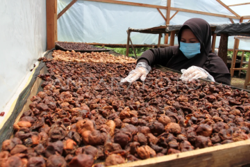 Pemanfaatan hasil hutan sosial