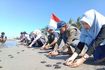 Aktivis lingkungan Polewali Mandar lepasliarkan ratusan anak penyu