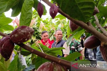 Perkebunan kakao bakal dikembangkan di Bulungan Kaltara