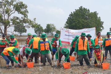 Kilang Pertamina Plaju lakukan penanaman 7.800 batang mangrove 