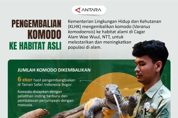 Pengembalian komodo ke habitat asli