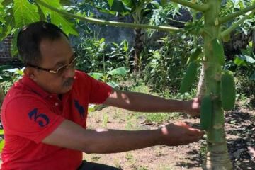 Wawali Armuji ajak warga Surabaya optimalkan "urban farming"