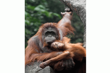 Hari Orangutan Sedunia