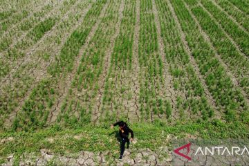 Lahan pertanian terdampak El Nino di Kabupaten Bekasi meluas