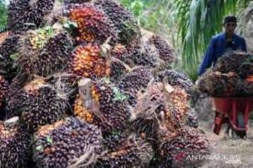 Harga TBS sawit di Riau naik 3,46 persen