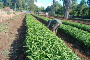 Pangdam XIV/Hsn majukan "food estate" untuk atasi inflasi