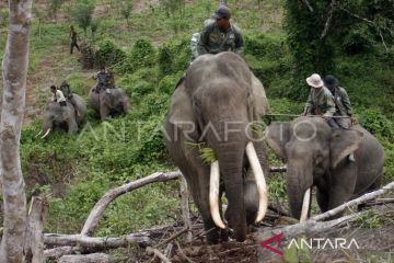 CRU sebut ada 19 kejadian konflik gajah di Aceh Jaya hingga Agustus