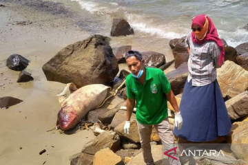 Seekor sapi laut ditemukan mati di pesisir laut Aceh Jaya