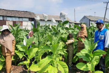 Pemkab Probolinggo kembangkan varietas tembakau unggul lokal