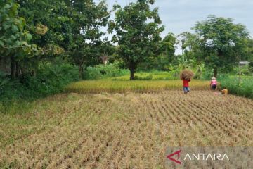 DPP Kulon Progo pastikan sektor pertanian tidak terkena dampak El Nino
