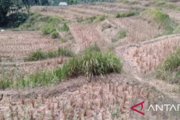 Sawah di wilayah Karawang selatan "menganggur" pada musim kemarau 