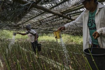 Yayasan Bambu sebut 10 kabupaten di NTT potensi kembangkan agroekologi