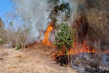 Kebakaran 40 hektare hutan-lahan di Flores Timur berhasil dipadamkan