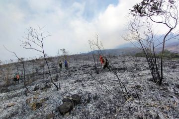 Pendakian Gunung Arjuno ditutup akibat kebakaran hutan