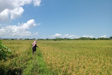 Pemprov NTB terapkan sistem pertanian tangguh cegah krisis pangan