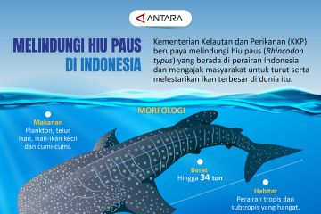 Melindungi hiu paus di Indonesia